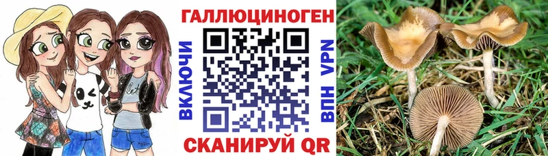 Псилоцибиновые грибы Psilocybine cubensis  Туринск 